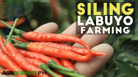 siling tingala|Siling Labuyo .